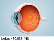 Detailed Illustration of a Human Eye Anatomy Showing the Retina, Fovea, and Surrounding Structures for Educational Purposes. Стоковое AI-изображение, AI-художник Башкирова Анна / Фотобанк Лори