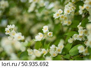 Close-up of white jasmine flowers in the garden. A flowering jasmine bush on a sunny summer day. T. Стоковое фото, фотограф Алина Лебедь / Фотобанк Лори
