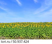Поле, подсолнухи на фоне голубого неба. Field, sunflowers on a blue sky background. Стоковое фото, фотограф Денис Баданин / Фотобанк Лори