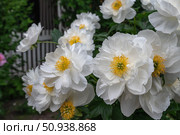 White spring flowers. White non-double peony with a yellow expressive center. modern varieties of perennial peonies. Стоковое фото, фотограф Оксана Медведева / Фотобанк Лори