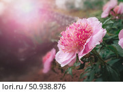 Colorful spring flowers. in the rays of sunset. Peony variety Pearl scattering, modern varieties of perennial peonies. Copy space. Стоковое фото, фотограф Оксана Медведева / Фотобанк Лори