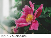 A variety of non-terry peonies. The evasive peony Paeonia anomala, the Wich peony Paeonia veitchii or the milky peony Paeonia Lactiflora. Стоковое фото, фотограф Оксана Медведева / Фотобанк Лори