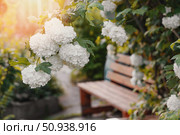 White bunches of viburnum buldanezh hang over the gazebo in the rays of sunset. Viburnum buldanezh creates a cozy arch over a retro wooden bench in the garden. Стоковое фото, фотограф Оксана Медведева / Фотобанк Лори