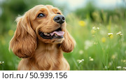Happy Golden Cocker Spaniel Sitting in a Vibrant Meadow During a Sunny Day. Стоковое AI-изображение, AI-художник Юлия Гапеенко / Фотобанк Лори