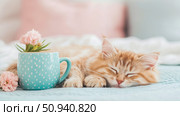 Cozy Kitten Nap: A Sweet Scene of a Ginger Kitten Snoozing Beside a Polka Dot Mug and Pink Carnation. Стоковое AI-изображение, AI-художник Данила Большаков / Фотобанк Лори