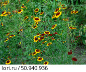 Кореопсис красильный (Coreopsis tinctoria, космея) "Меценат" Стоковое фото, фотограф Лариса Веселова / Фотобанк Лори