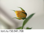 Молодая роза. Стоковое фото, фотограф Юлия  Гончарова / Фотобанк Лори