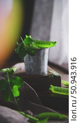 Freshly picked green peas spill over the edge of a small metal bucket and sit on a wooden block, the soft warm glow adding a bit of magic to the rustic scene. Стоковое видео, видеограф Ольга Ильина / Фотобанк Лори