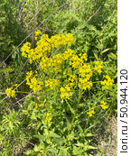 Erysimum amurense Kitag, (семейство Brassicaceae). Желтушник амурский на берегу реликтового озера Ахлестышева на острове Русский. Россия, Владивосток. Стоковое фото, фотограф Овчинникова Ирина / Фотобанк Лори