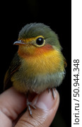 A detailed study of a vibrant rufous-tailed tailorbird perched on a human finger, showcasing its delicate plumage and intricate markings. Стоковое AI-изображение, AI-художник Данила Большаков / Фотобанк Лори