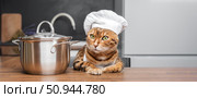 Bengal cat dressed as a chef with a saucepan in the kitchen. Стоковое фото, фотограф Светлана Султанаева / Фотобанк Лори