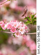 Pink delicate flowers of the Weigel shrub. Стоковое фото, фотограф Наталья Угрюмова / Фотобанк Лори