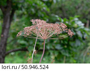Семена укропа в зонтике. Стоковое фото, фотограф Лариса Веселова / Фотобанк Лори