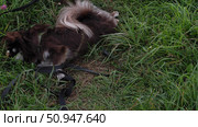 Brown Chihuahua Rolling in Green Grass – Happy Pet Enjoying Nature. Стоковое видео, видеограф Назар Дармодехин / Фотобанк Лори