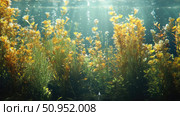 seagrass underwater plants ai generated. Стоковое AI-изображение, AI-художник Vectorwin / Фотобанк Лори