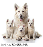 White Swiss Shepherd Dog and Her Three Puppies Posing for a Portrait. Generative AI. Стоковое AI-изображение, AI-художник Roman Zavorotny / Фотобанк Лори