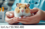 Cute golden hamster being gently held by a veterinarian, close-up showing care, trust and the bond between humans and small pets in a clinical setting. Стоковое AI-изображение, AI-художник Катерина Бондарец / Фотобанк Лори