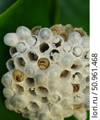 Wasp Larvae in a Paper Wasp Nest. Стоковое фото, фотограф Rayhan Zaky / Фотобанк Лори