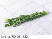 Fresh green estragon aroma stem. Стоковое фото, фотограф Андрей Старостин / Фотобанк Лори