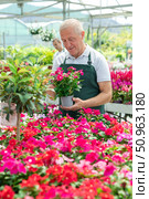 Mature male employee of garden shopping center inspects product, pot with vinca. Стоковое фото, фотограф Яков Филимонов / Фотобанк Лори