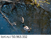 Дикие утки селезня на реке. Стоковое фото, фотограф Андрюков Антон / Фотобанк Лори