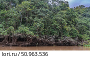 Exotic tropical river, red-brown muddy water. On the shore there are impenetrable thickets of green trees of the rain forest with exposed intertwined roots. Malaysia. Borneo. Kinabatangan River. Стоковое фото, фотограф Вера Ивановна Кубарева / Фотобанк Лори