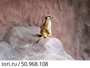 Сурикат. Стоковое фото, фотограф Aleksandr Kovenant / Фотобанк Лори