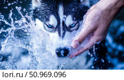 Close-up of a majestic Siberian Husky with piercing blue eyes being washed, amidst dynamic water splashes and soap suds, showcasing a refreshing bath. Стоковое AI-изображение, AI-художник Данила Большаков / Фотобанк Лори