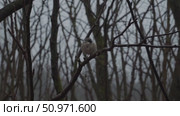 Solitary sparrow perching on weathered branch, winter forest backdrop showcasing delicate stillness amid stark, frost covered landscape. Стоковое AI-видео, аниматор Данил Руденко / Фотобанк Лори
