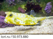 Longhorn Cowfish Lactoria cornuta. Angry fish. Стоковое фото, фотограф Татьяна Васильева / Фотобанк Лори
