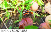 Vanessa atalanta Nymphalinae or Admiral butterfly. Стоковое видео, видеограф Мария Паина / Фотобанк Лори