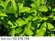 Вьющаяся листопадная лиана, Лимонник китайский ( лат.Schisandra chinensis ), молодые листья, природный фон. Стоковое фото, фотограф Андрей Цыганков / Фотобанк Лори