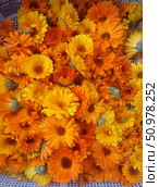 Calendula Officinalis: Vibrant Orange and Yellow Blooms – Botanical Art for Healing, Skincare, and Holistic Design. Стоковое фото, фотограф Максимова Марина / Фотобанк Лори