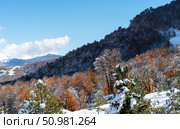 Landscape of a mountain autumn-winter forest with snow-covered branches of pine trees and orange foliage trees. Стоковое фото, фотограф Елена Гоосен / Фотобанк Лори