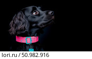 Black Cocker Spaniel Dog Portrait: Elegant Canine with Pink Collar. Стоковое AI-изображение, AI-художник Данила Большаков / Фотобанк Лори