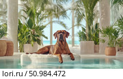 A majestic brown dog relaxing on a luxurious fluffy bed in a serene poolside setting with lush tropical plants and a stunning ocean view. Стоковое AI-изображение, AI-художник Данила Большаков / Фотобанк Лори