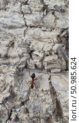 Detailed view of textured tree bark with a small ant. Natural patterns and earthy tones depict forest life. Стоковое видео, видеограф Marina Gabdullina / Фотобанк Лори