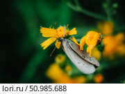 Beautiful portrait of Common blue butterfly (Polyommatus icarus) Стоковое фото, фотограф Irina Kruk / Фотобанк Лори