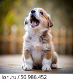Adorable Brown And White Puppy Sitting And Barking Outside. Generative AI. Стоковое AI-изображение, AI-художник Roman Zavorotny / Фотобанк Лори