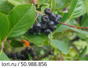 Спелая черноплодная рябина на ветке в саду (Aronia melanocarpa) Стоковое фото, фотограф Сергей Овчинников / Фотобанк Лори