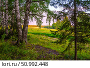 Лесная опушка с берёзами и соснами на фоне поля. Стоковое фото, фотограф Сергей Иванов / Фотобанк Лори
