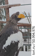 Steller's Sea Eagle Calling While Perched on Tree in Winter. Стоковое видео, видеограф Ольга Хорошунова / Фотобанк Лори