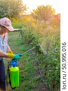 A woman sprays tomato plants in her garden, protecting them from pests and diseases. Стоковое фото, фотограф Коханова Наталья / Фотобанк Лори