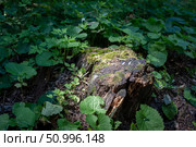 Old stump tabletop - outdoor podium, summer forest, green leaves, plants, natural background. Natural product display stand, shade and coolness concept on a hot day. Стоковое фото, фотограф Анищенко Геннадий / Фотобанк Лори
