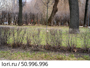 Overgrown Park Hedgerow:  A ground level establishing of tangled branches with new spring growth in a public park on a sunny day. Стоковое фото, фотограф Данила Большаков / Фотобанк Лори