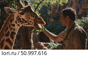Man feeds giraffe leafy greens in a warm and sunny wildlife sanctuary. Стоковое AI-видео, аниматор Сергей Толмачёв / Фотобанк Лори