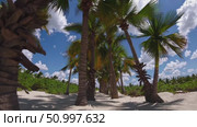 Tropical palm grove lining white sandy shoreline, verdant fronds swaying against azure sky with wispy cloud formations. Стоковое AI-видео, аниматор Данил Руденко / Фотобанк Лори