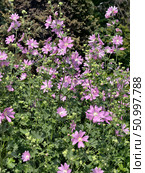 Photography of mallow Malva sylvestris bushes with flowers. Natural floral background. Стоковое фото, фотограф Сергей Пристяжнюк (Serg Zastavkin) / Фотобанк Лори