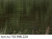 Рыболовный поплавок в зеленой воде лесного озера. Стоковое фото, фотограф Евгений Ковальский / Фотобанк Лори