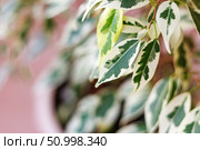Branch of ficus benjamina with variegated leaves, selective focus, copy space. Стоковое фото, фотограф Зарифа Арсланова / Фотобанк Лори